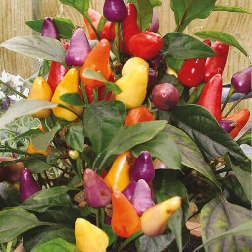Ớt chỉ thiên 7 màu
