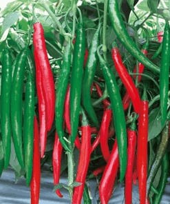 Ớt chỉ địa