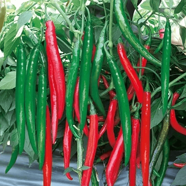 Ớt chỉ địa