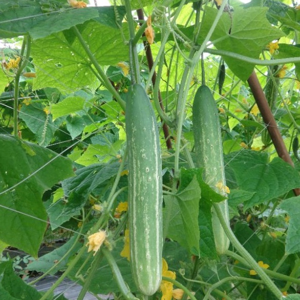 Dưa chuột nếp