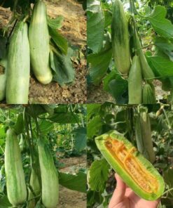 Dưa lê chuối mật