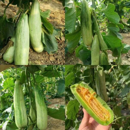 Dưa lê chuối mật