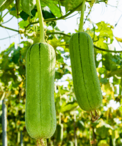 Mướp hương
