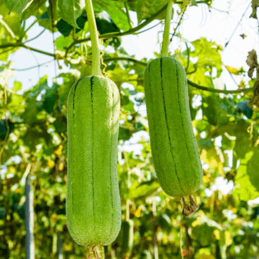 Mướp hương