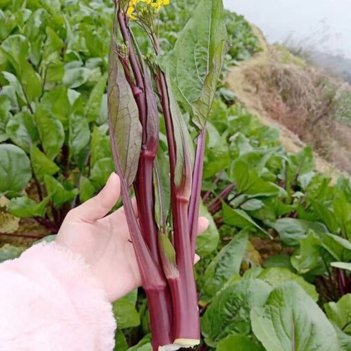 Cải ngồng tím