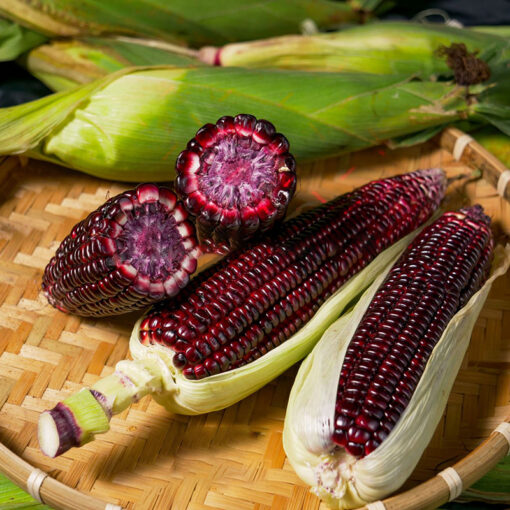 Ngô nếp tím