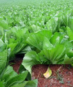 Cải bẹ dưa