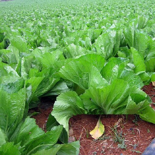 Cải bẹ dưa