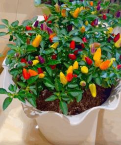 Ớt chỉ thiên 7 màu