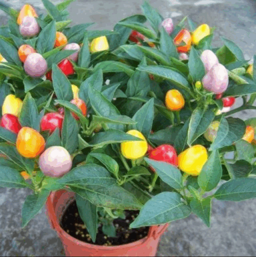 Ớt chỉ thiên 7 màu