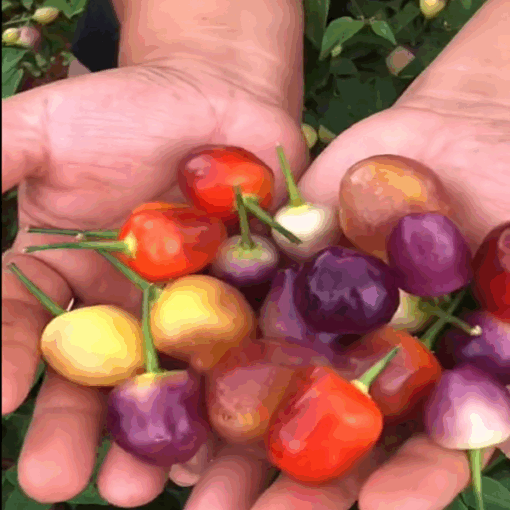 Ớt chỉ thiên 7 màu