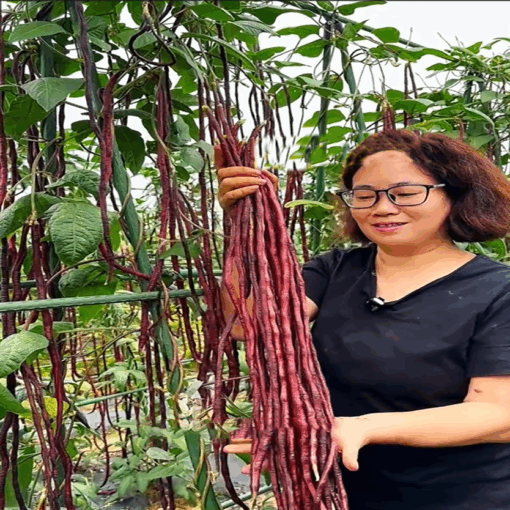 Đậu đũa tím siêu trái