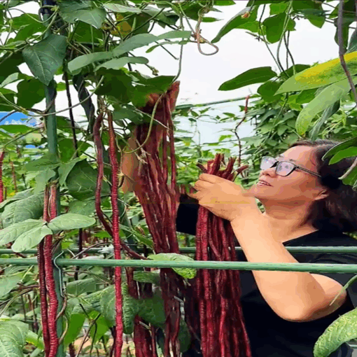 Đậu đũa tím siêu trái