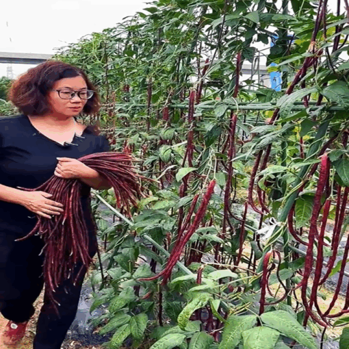 Đậu đũa tím siêu trái