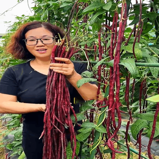 Đậu đũa tím siêu trái