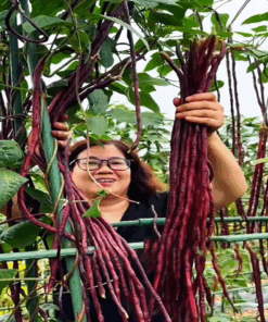 Đậu đũa tím siêu trái