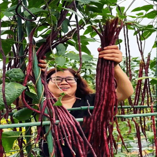 Đậu đũa tím siêu trái