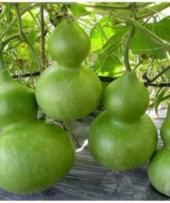 Bầu hồ lô khổng lồ