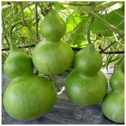 Bầu hồ lô khổng lồ